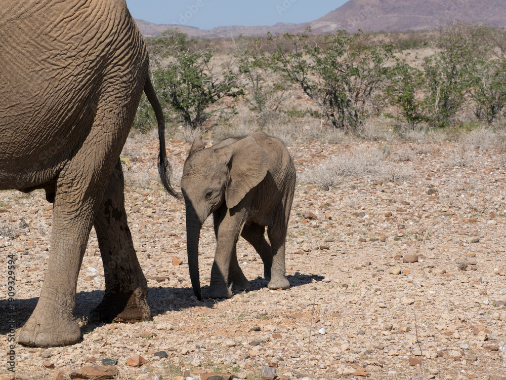 Fototapeta premium Wüstenelefant, Loxodonta africana in Namibia Damaraland 