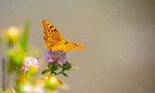 Butterfly on a flower. A flock of butterflies by the water. Colorful spring background with copy space. Spring and ecology concept.