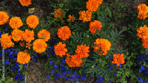 Foto Orange marigolds and blue lobelia grow in a flower bed