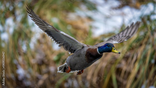 Wallpaper Mural eine Stockente im Flug Torontodigital.ca