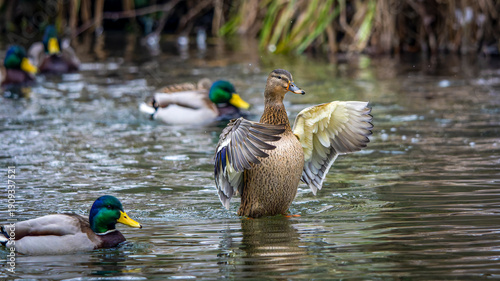 Wallpaper Mural eine Stockente mit ausgebreiteten Flügeln Torontodigital.ca