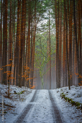 Wallpaper Mural ein Waldweg im Schnee mit Bäumen Torontodigital.ca