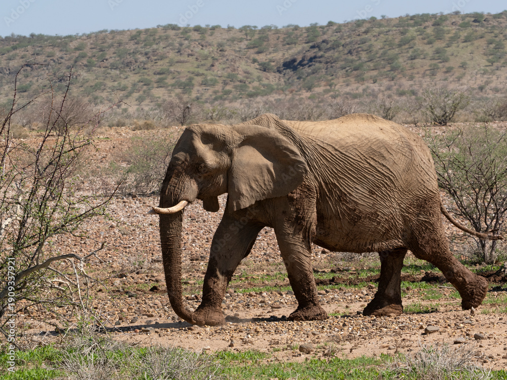 Fototapeta premium Wüstenelefant, Loxodonta africana in Namibia Damaraland