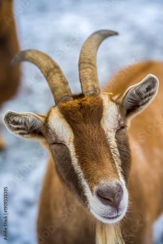 Wallpaper Mural Ziege mit Hörnern - Portrait Torontodigital.ca
