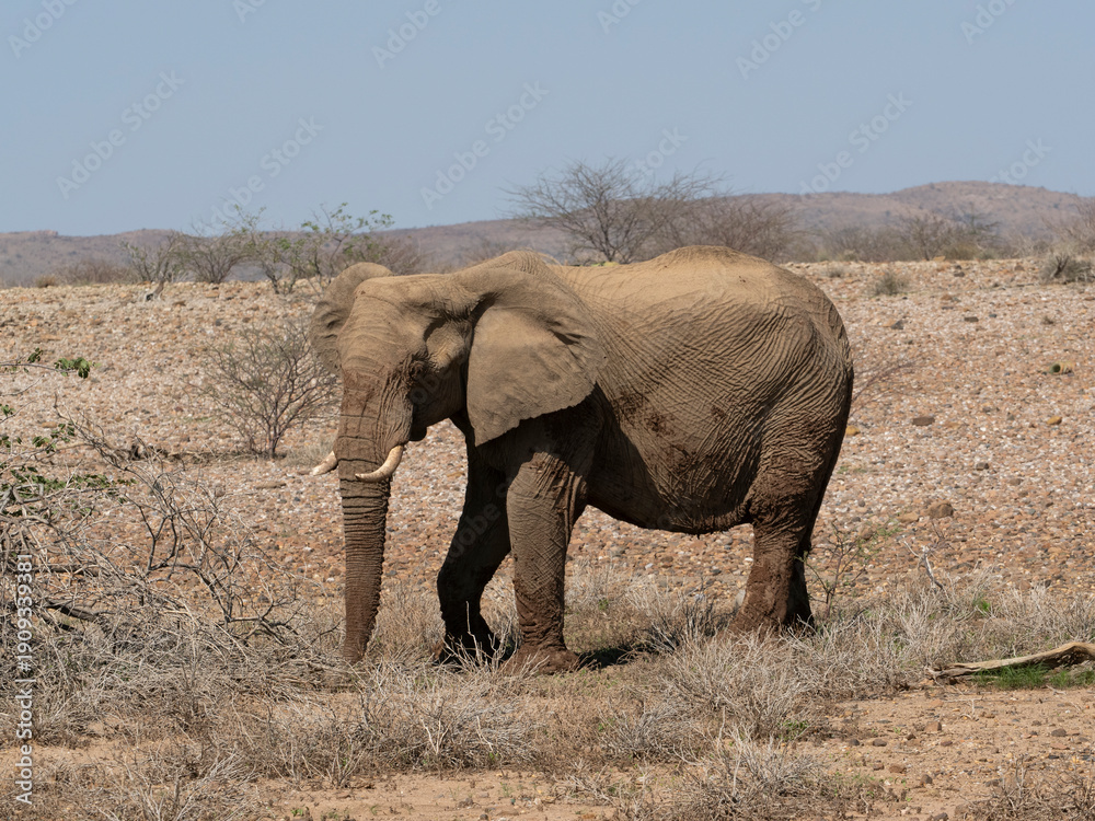 Fototapeta premium Wüstenelefant, Loxodonta africana in Namibia Damaraland
