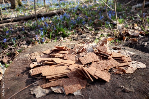 Cookies on a tree stub in a spring forest. Blue flowers on background.