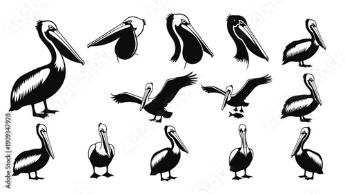 Collection of pelican birds in various poses.