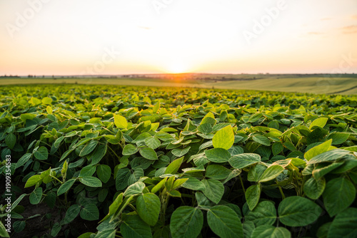 Soybean field at sunset showing abundant green crops cultivated in agricultural farmland, illustrating concepts of nature, growth, and sustainable farming
