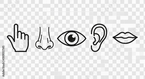 An illustration of a hand, nose, eye, ear, and lips on a transparent background