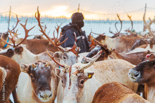 Quadro su tela A herd of reindeer in a corral. Nenets Autonomous Okrug,  Russia.