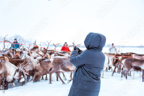 Quadro em tela A tourist photographs a herd of reindeer