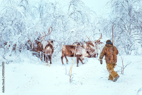 Quadro su tela A herd of reindeer and a reindeer herder walk through a snowy forest