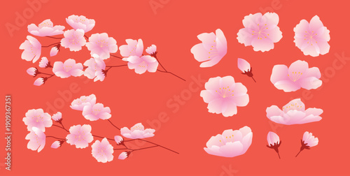 Set of Cherry Blossom Flowers and Branches, Sakura buds, Floral Elements isolated on red background, flat Vector Illustration