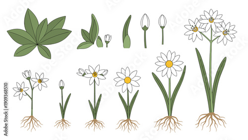 Detailed botanical illustration showing the growth stages and parts of a white flower from root and bulb to bloom.