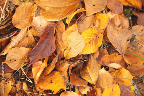 Dry autumn leaves background. Background