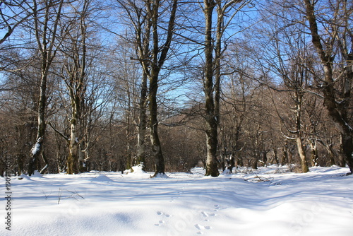 Beautiful winter landscape