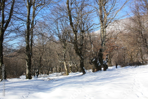 Beautiful winter landscape