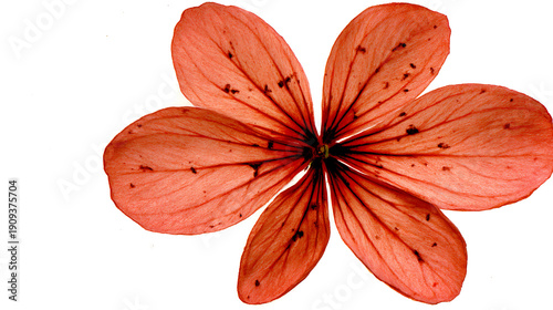 A flower with a brown stem and red petals