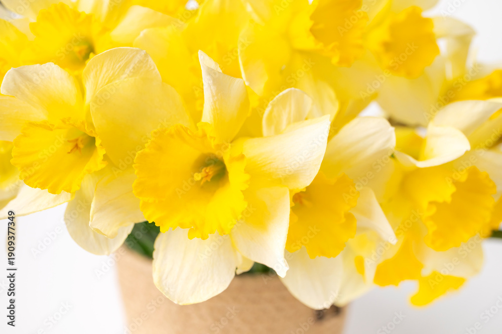 Obraz premium Spring floral background. Yellow daffodils close-up on white background. Bouquet of daffodils, narcissus for Easter, March 8, International Women's Day and birthdays