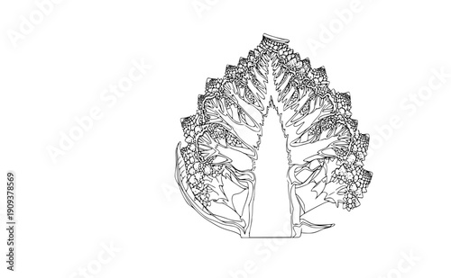 Romanesco broccoli cross section silhouette, hyper-local heirloom vegetable and organic farming concept, fractal nature and healthy food vector icon