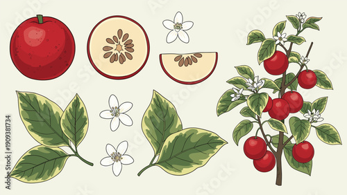 Botanical illustration set shows a branch of crabapples with fruit, green leaves, white flowers, and fruit slices on cream.