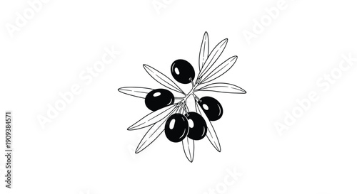 Artistic black and white line drawing of a small olive branch with dark ripe olives and slender leaves against a white background.