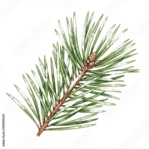 Closeup Green Pine Branch with Needles and Brown Cone Isolated on White