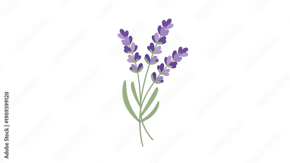Fototapeta premium Stylized illustration of lavender sprigs, purple flower heads, green stems, white background
