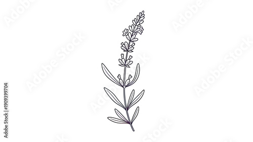 Line drawing of a lavender sprig, centered on a white background