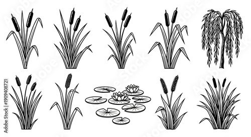 Set of various hand-drawn cattails, reeds, water lilies, and willow tree vector illustrations, perfect for nature and wetland designs.