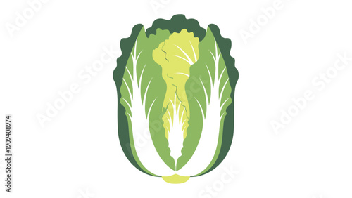 A stylized illustration of a halved Napa cabbage on a white background