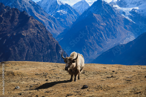 Konstfotografi Tibetan yaks on mountain top grassland