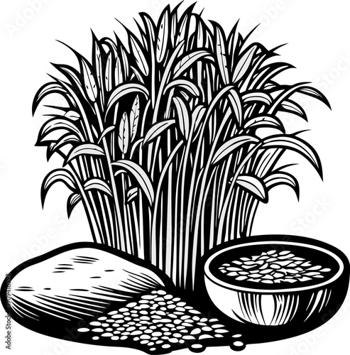 Rice plant with grains and bowl of cooked rice agriculture crop staple food and natural healthy ingredient concept