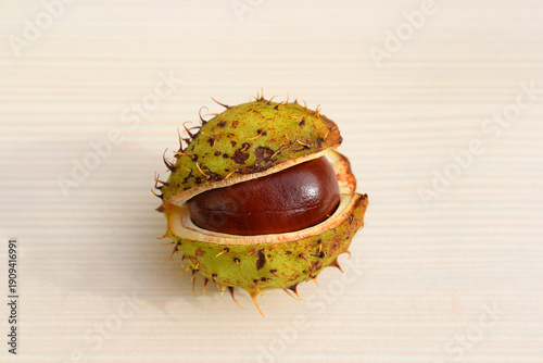 Obraz na płótnie Horse chestnut on a light background