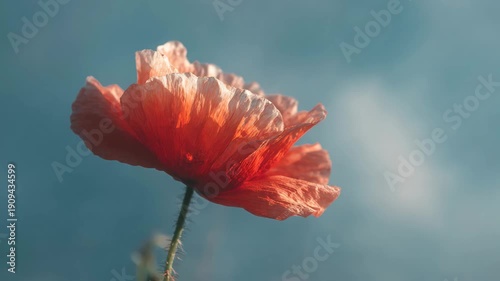 red poppy flower blooming against soft blue sky background