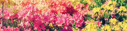 Vintage colorful rhododendron flowers in the garden