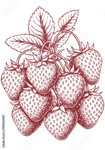 Strawberry Serenade: A delicate illustration presents a cluster of ripe strawberries, their succulent forms contrasted by the intricate detail of leaves and stems. A celebration of fresh.
