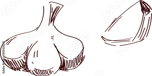 Garlic Sketch