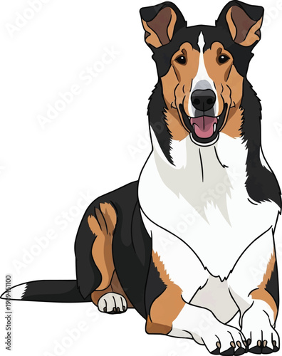 Smooth Collie dog lying down relaxed happy smiling facing front