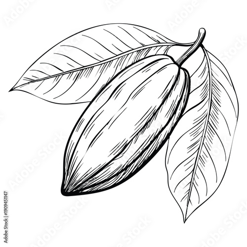 Ripe cacao fruit hand drawn in sketch style hanging on a branch vector illustration isolated on white background colorful design for agriculture and food visuals