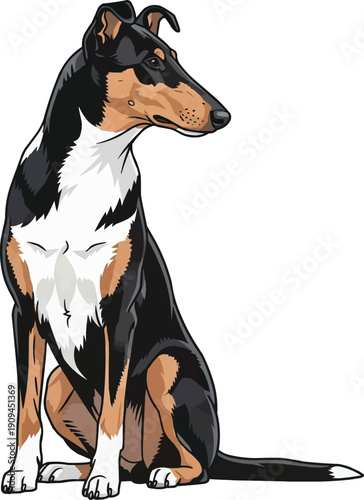 Smooth Collie dog sitting alert looking alert attentive pose