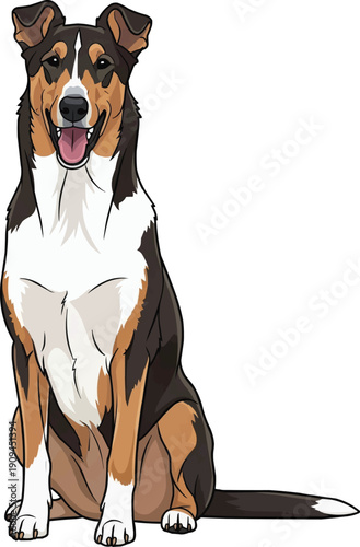 Smooth Collie dog sitting happy smiling facing front illustration