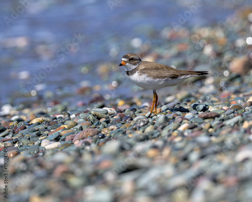 Semi-palmated Sandpiper on pebble beach