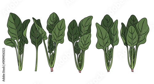 Vector Illustration of Fresh Green Spinach Leaves in Multiple Bunches.