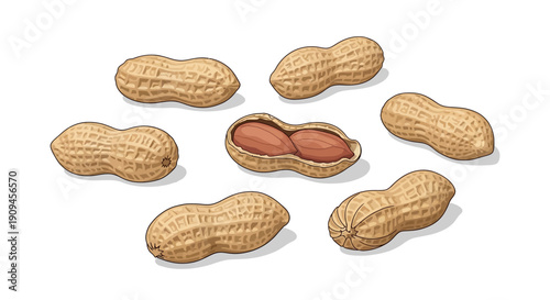 Illustration of Fresh Peanuts in Pods and Shelled Nuts Arranged on White Background.