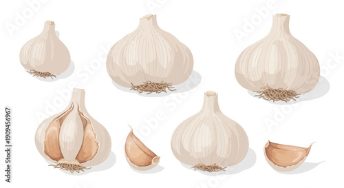Illustrated Collection of Fresh Garlic Bulbs and Cloves on White Background.