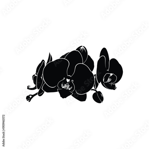 Orchid flowers in elegant silhouette with white outline on black background for luxury branding