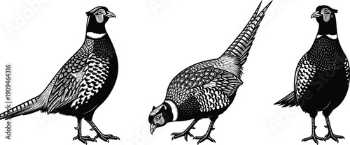 Set of pheasant bird vector illustrations, wild game fowl icons, black and white engraving style, isolated hunting animals, standing male phasianus collection.