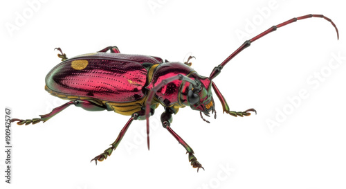 Rainbow beetle isolated PNG on transparent background, iridescent insect with long antennae and colorful exoskeleton, entomology specimen