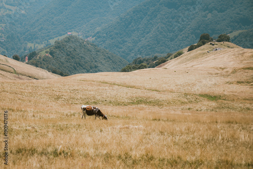 Montagna 